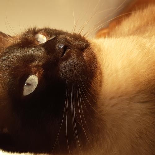 Photo #4974566