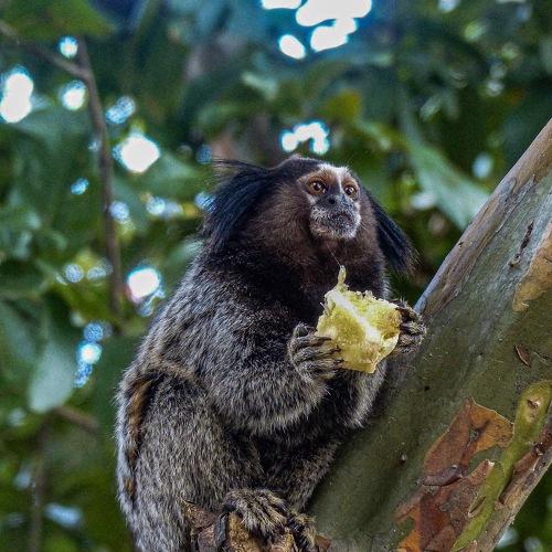 Sagui