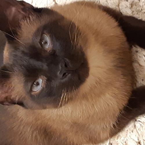 Photo #4974652