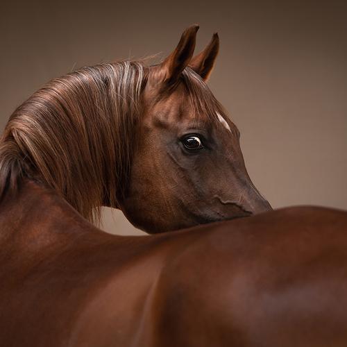 Arabian Gucci