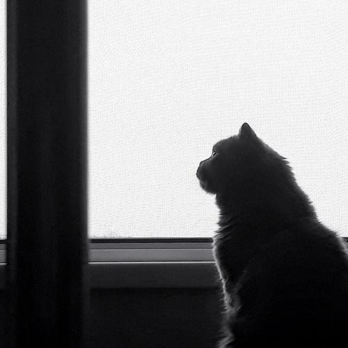 Photo #4975623