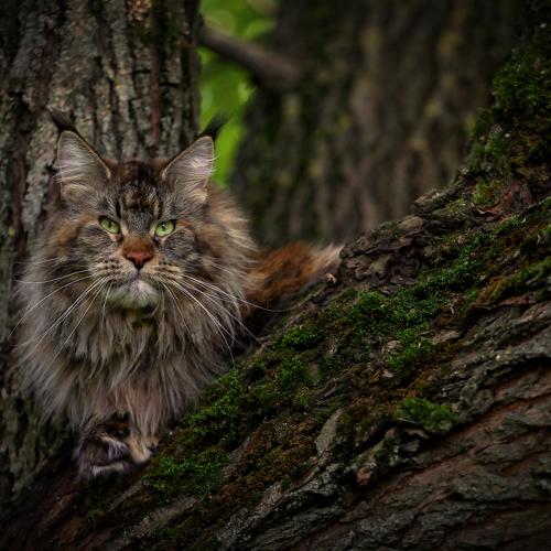 Photo #4975709