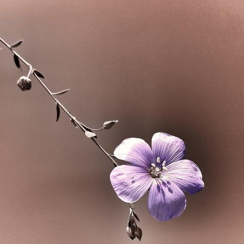 linum