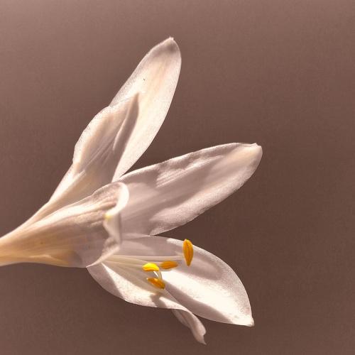 Photo #4976045