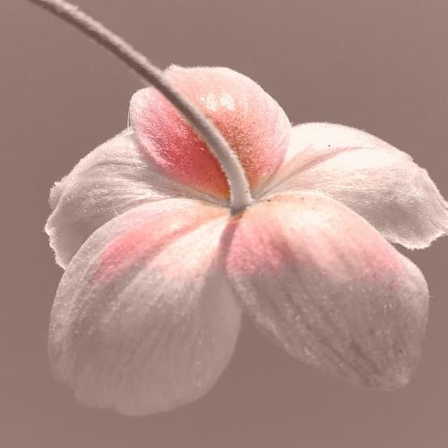 Photo #4976075