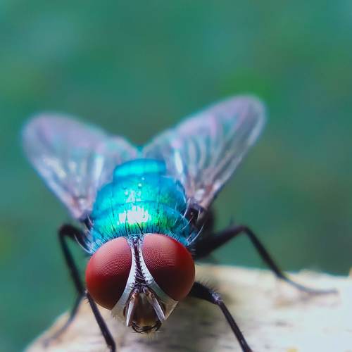 Fly