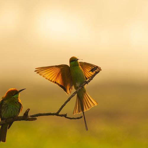 Bee eater at morning light