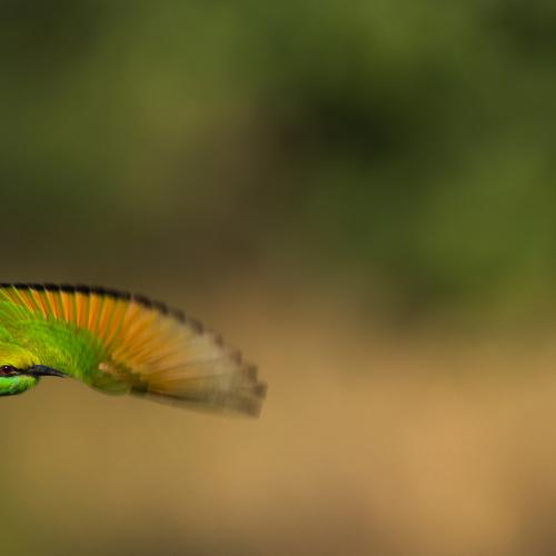 Action flight