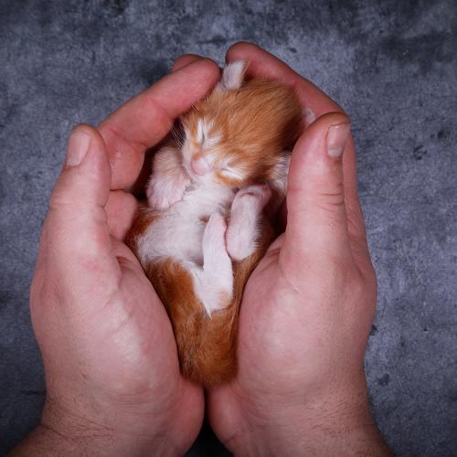 Photo #4977037