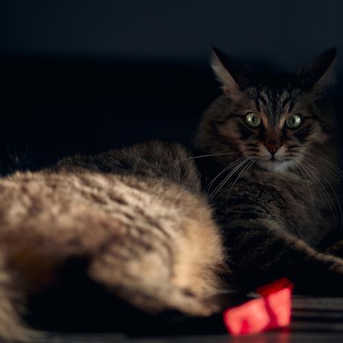 Photo #4977084