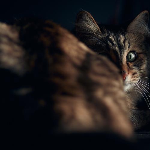 Photo #4977085