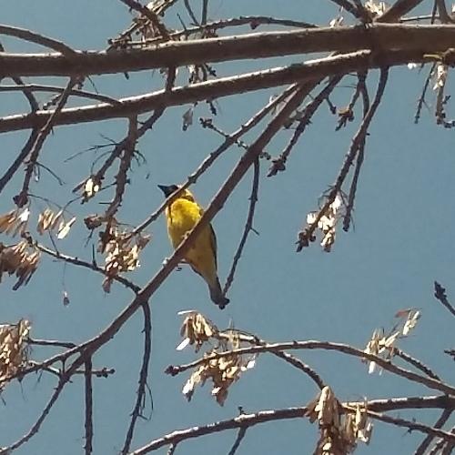 Yellow Finch in our backyard tree