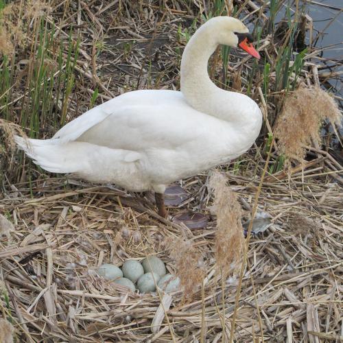 Photo #4978356