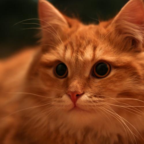 Photo #4978423