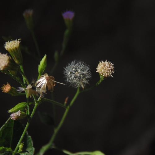 Ciclos