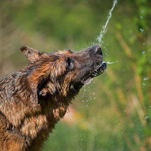 Photo #4979873
