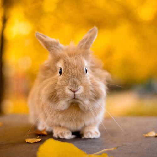 Photo #4979898