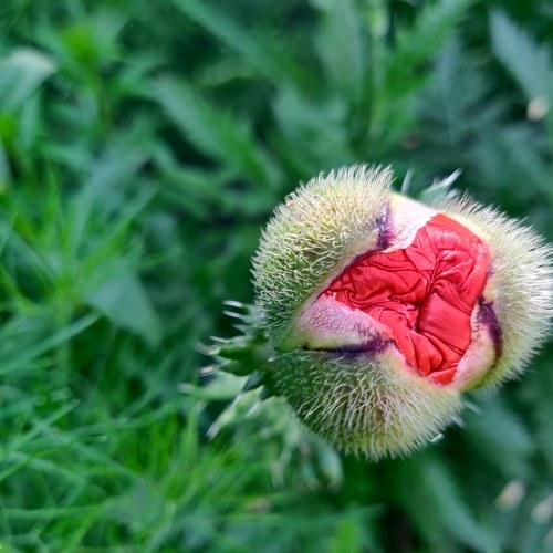Photo #4980554