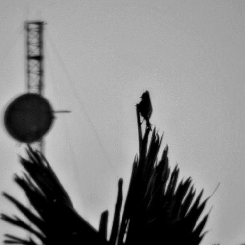 Alone again naturally