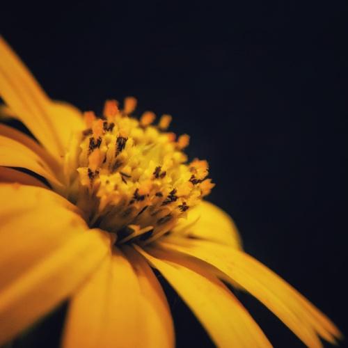 Heart of the flower