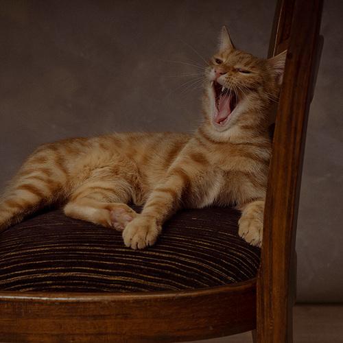 Photo #4980930