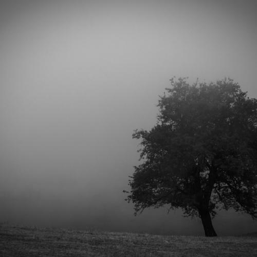 A trunk