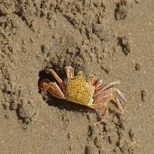 The Crabs