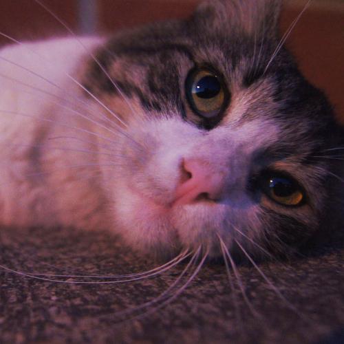 gatito lindo