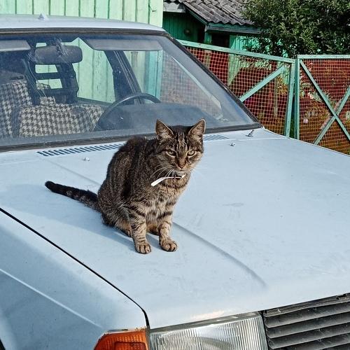 Photo #4983527