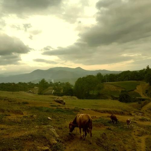 Photo #4983784
