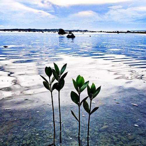 Mangrove