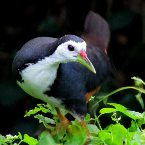 Photo #4983946