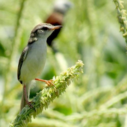 Photo #4983948