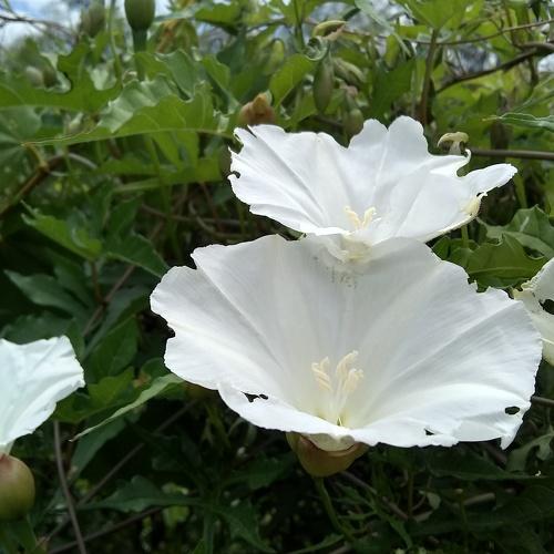 Photo #4983970