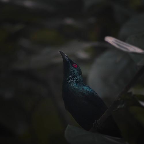 ''ku-00 ku-00'' ft Asia koel