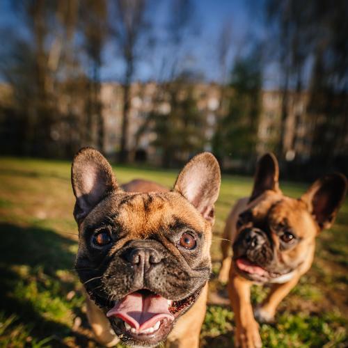 Photo #4984438
