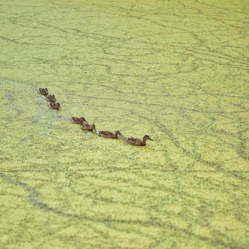 Photo #4987329