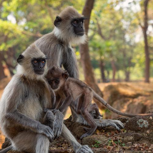 Королевство лангуров. The Kingdom of langur monkeys.