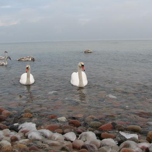 Photo #4988050