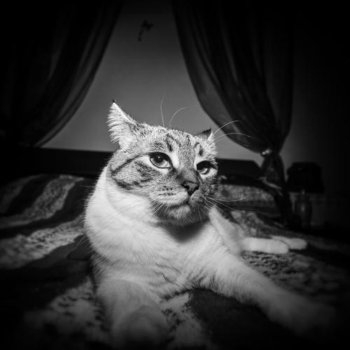 Photo #4988126