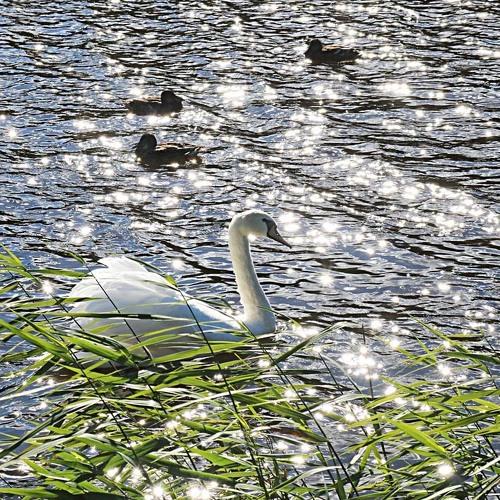 fairy Swan