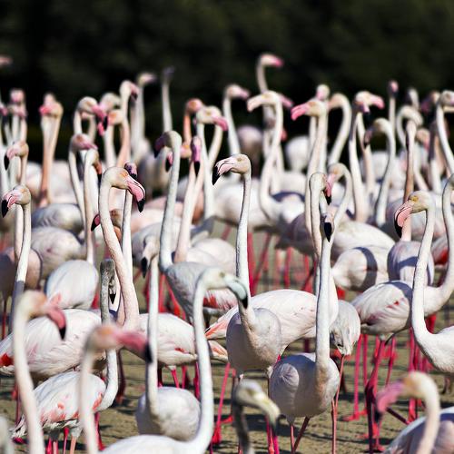 flamingo