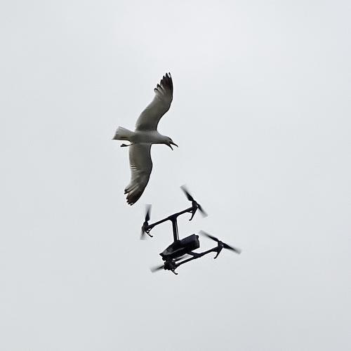 The seagull and the drone