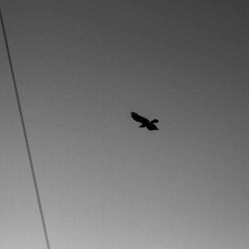 Photo #4991452