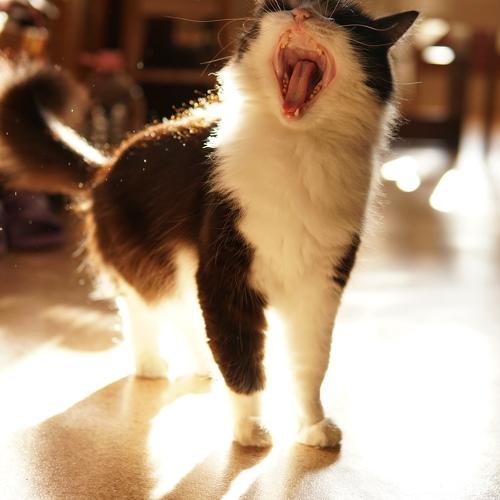 Photo #4991578