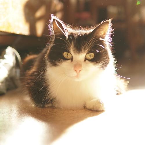 Photo #4991579