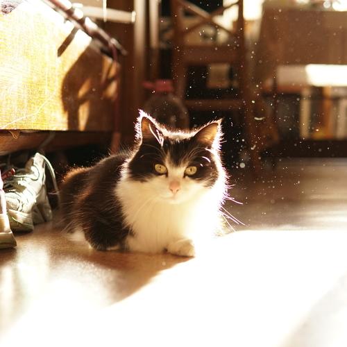 Photo #4991580