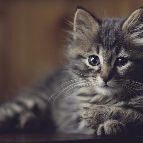 Photo #4991696
