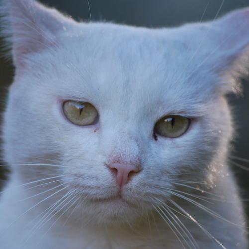 Photo #4992219