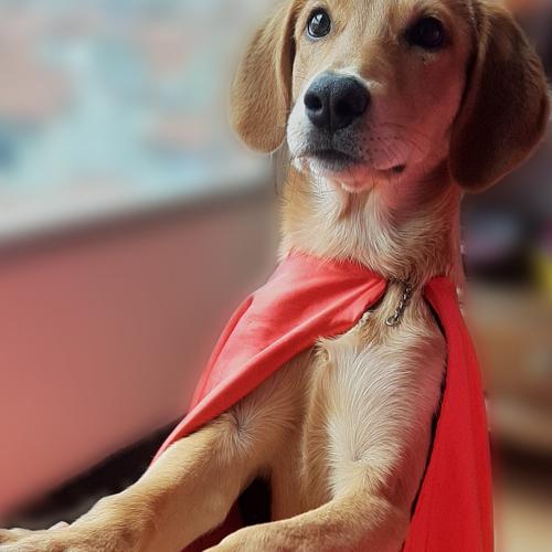 Photo #4992627